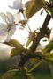 Weiße Blütentraum-Allee von AnnikaGrün 