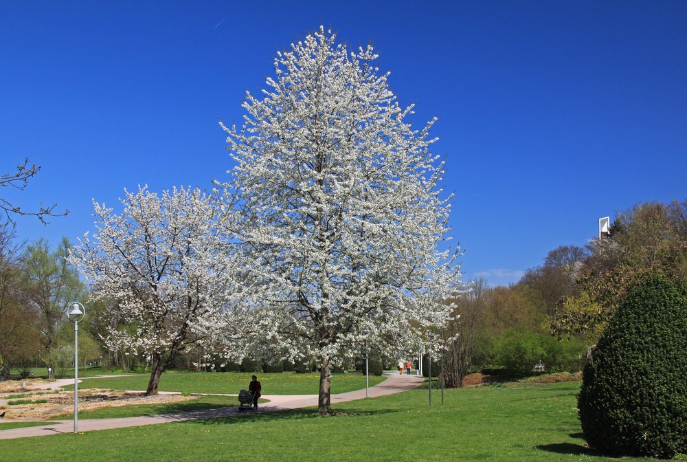 Weiße Blütenwolken