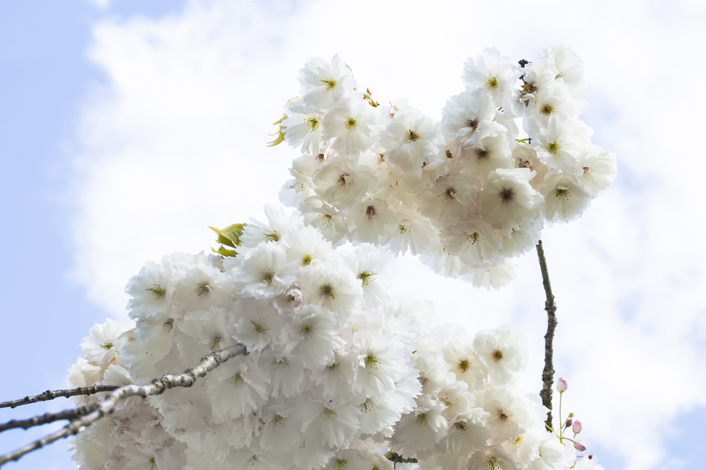 Weiße Blütenwolken