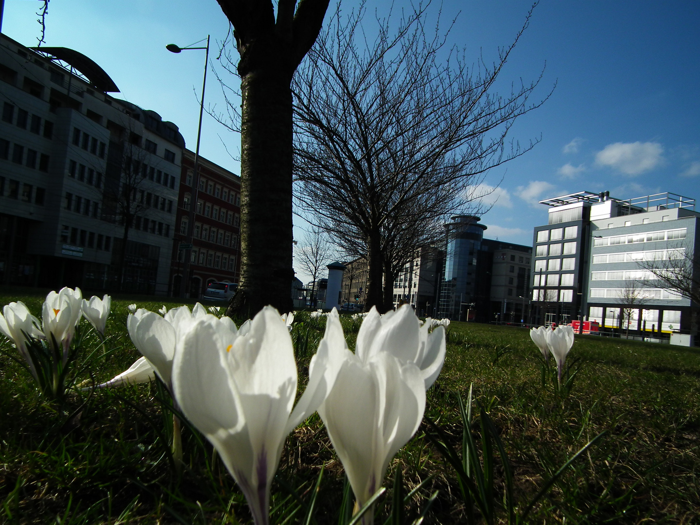 Weisse Blume