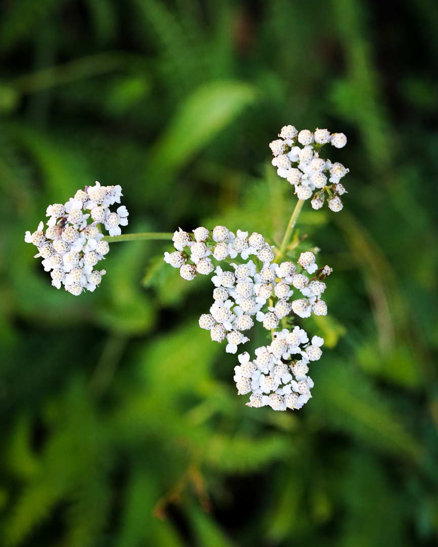 Weiße Blume