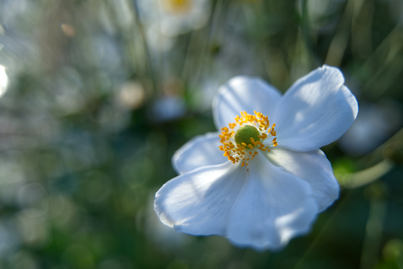 Weiße Blume