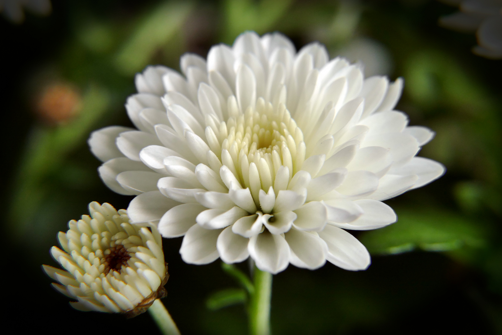 Weisse Blume Foto &amp; Bild | pflanzen, pilze &amp; flechten, blüten ...