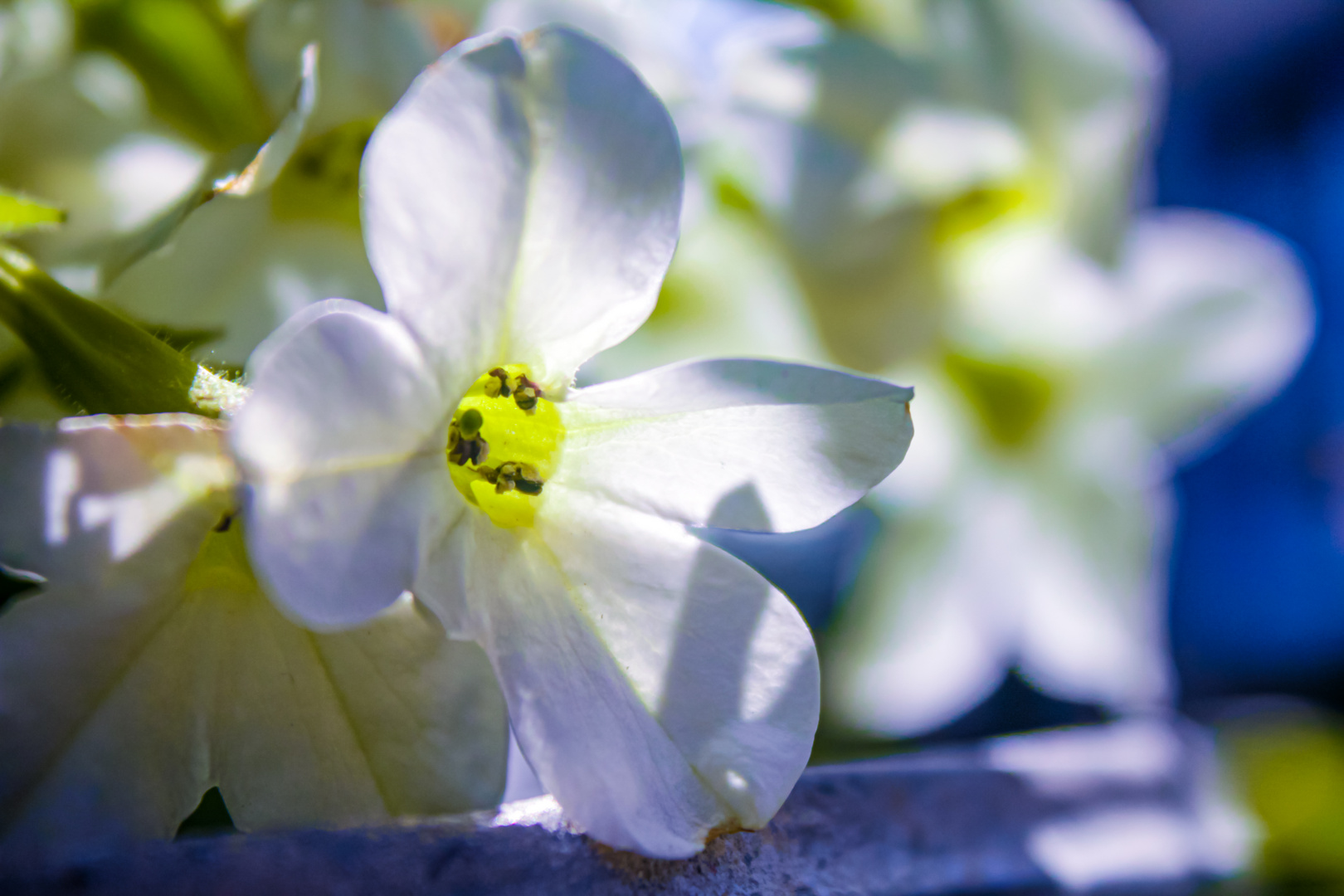 Weiße Blume