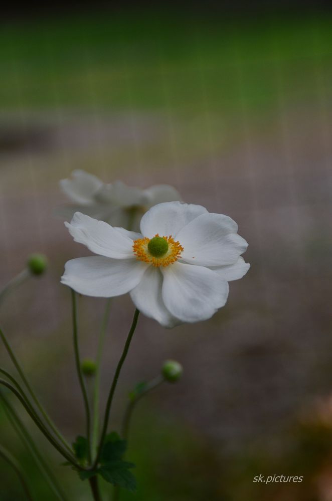 Weiße Blume.....