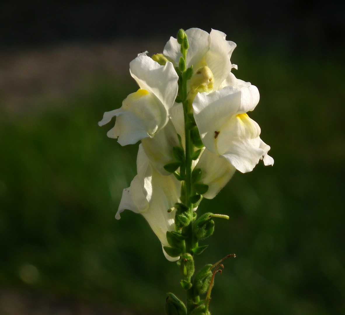 Weiße Blume