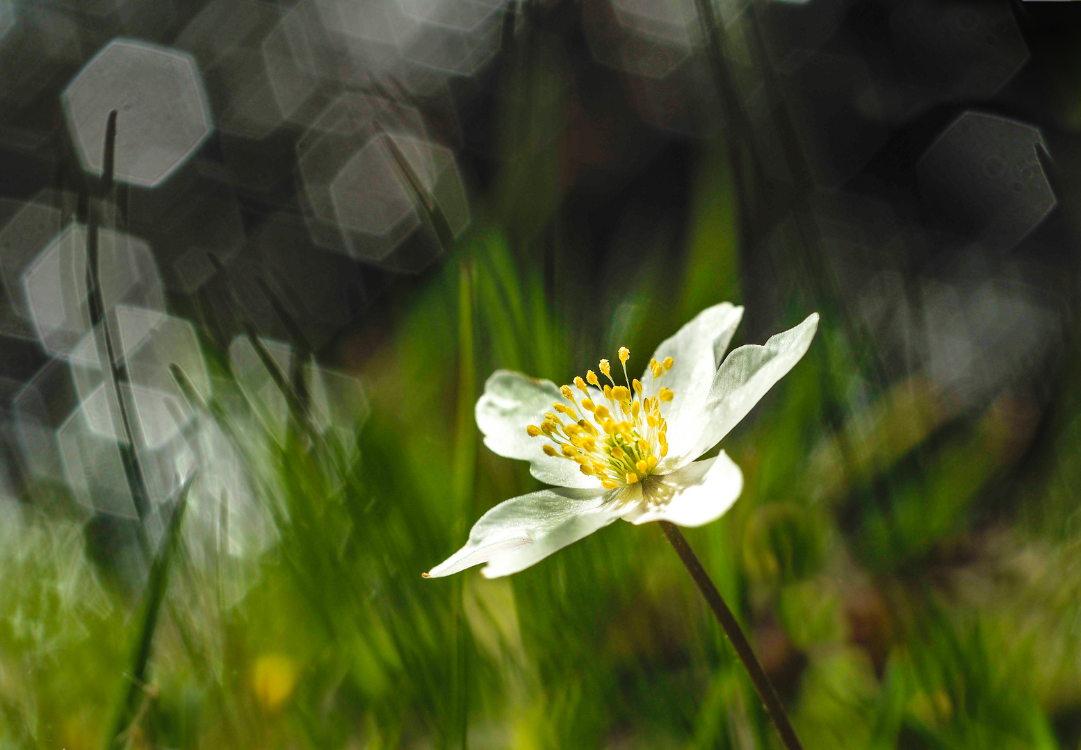 Weiße Blume am Bach