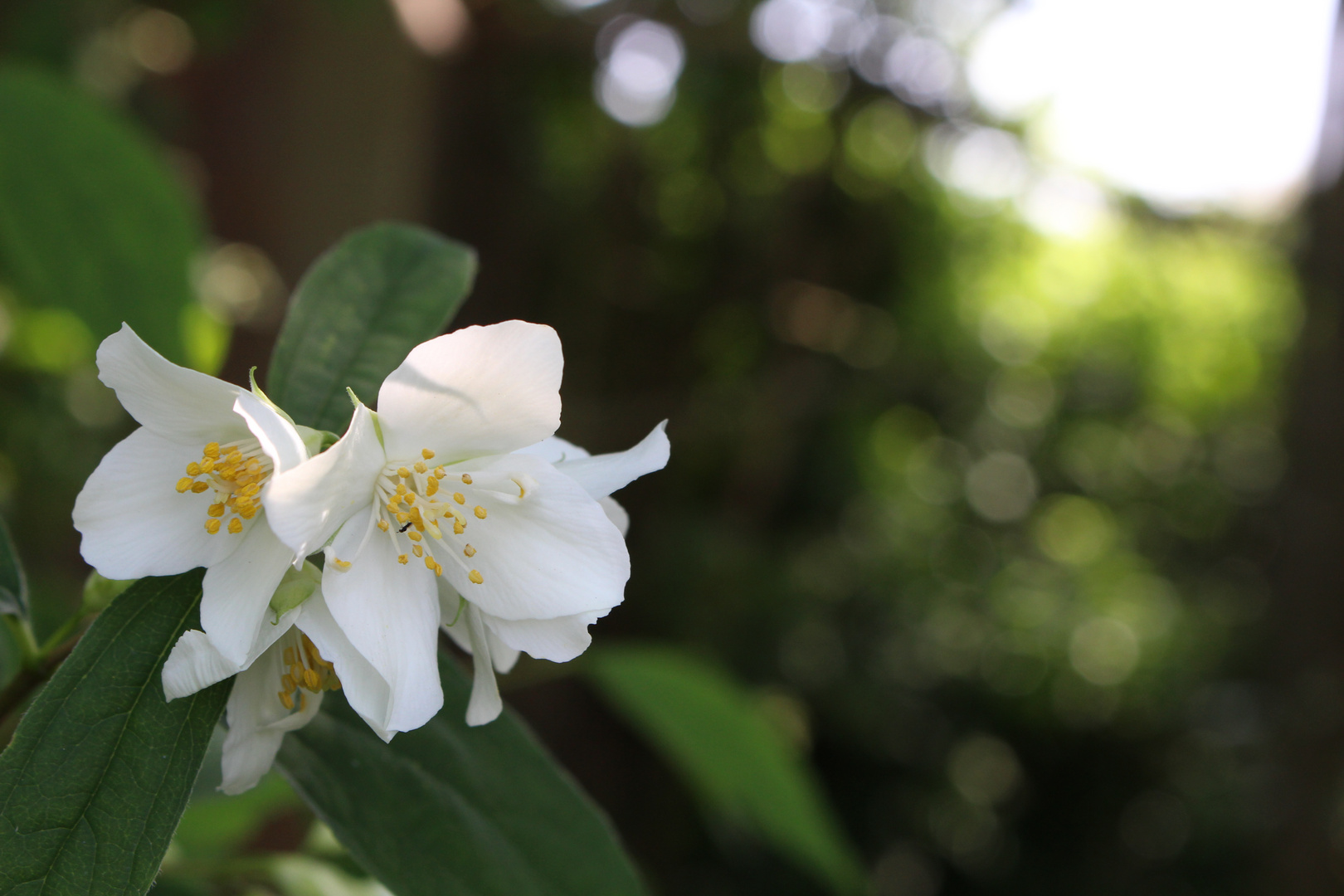 Weiße Blume