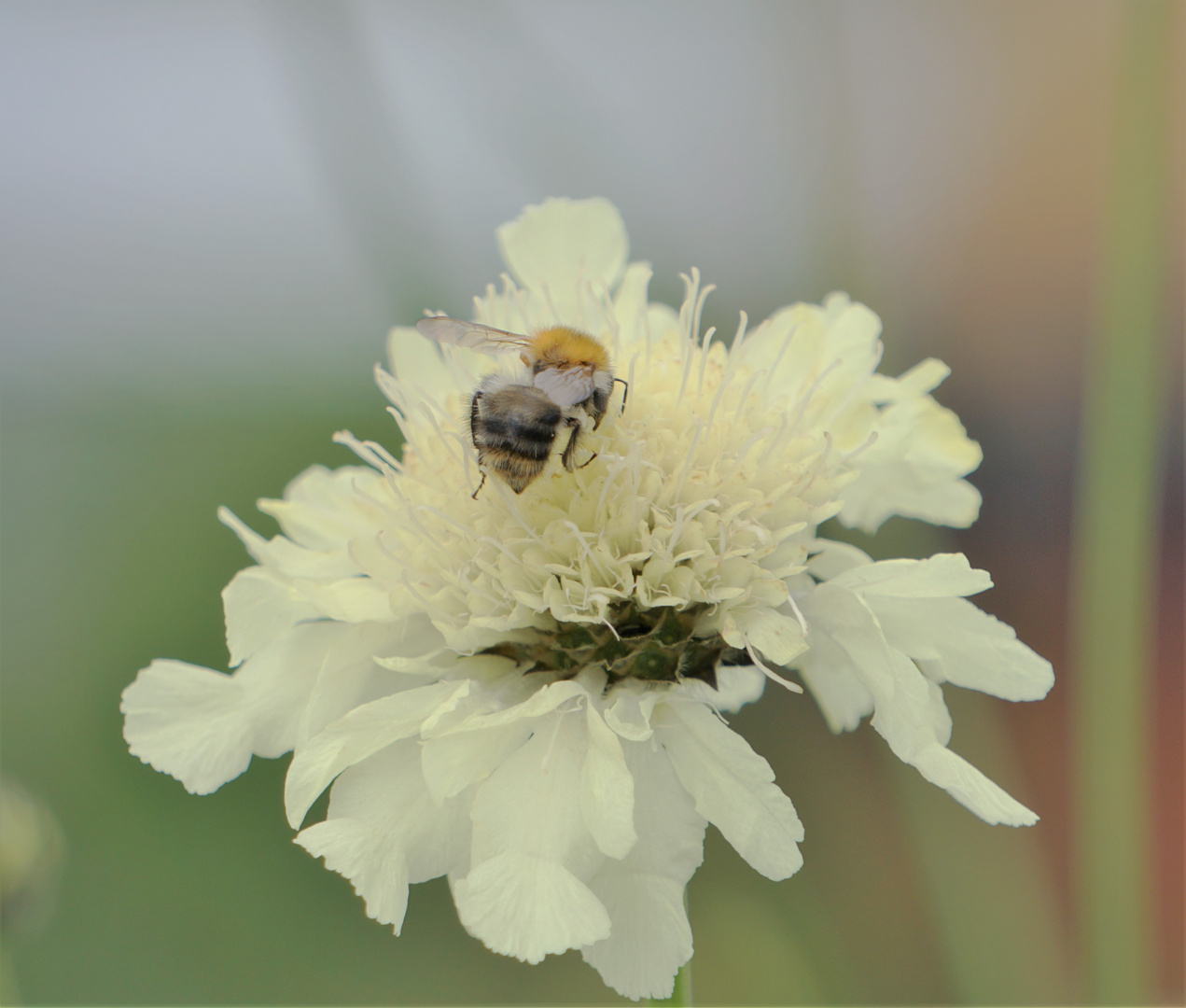 weiße Blume