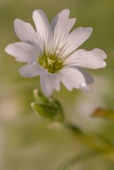 weiße Blume