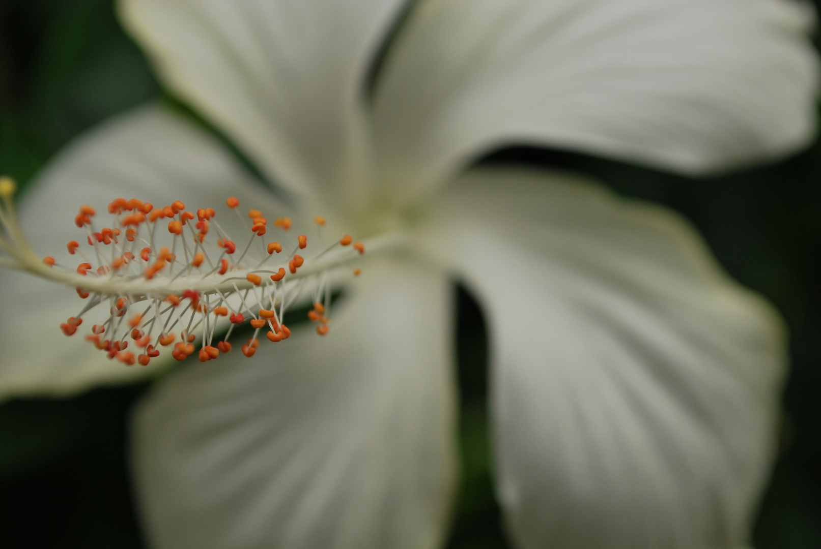 Weiße Blume...