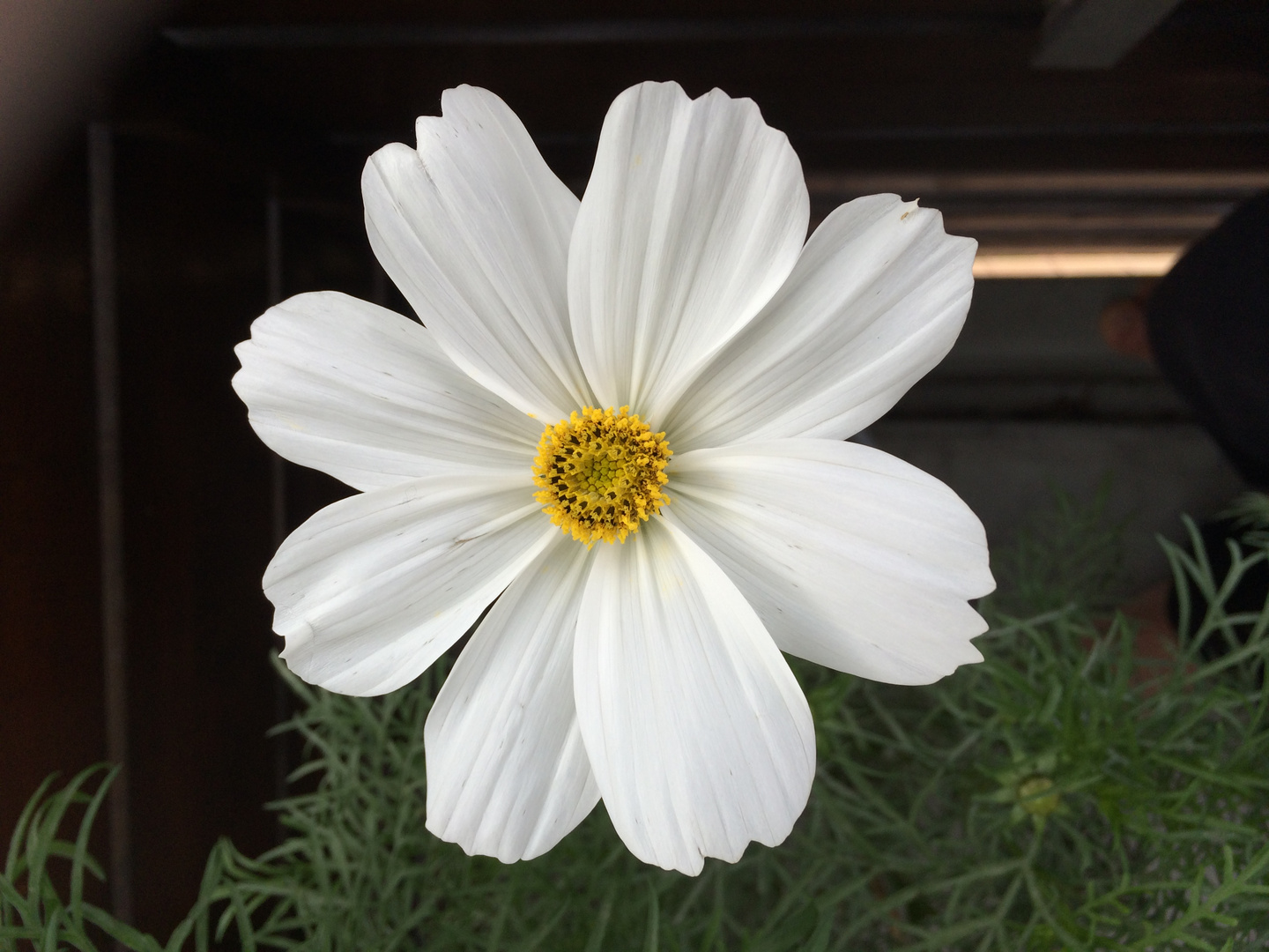 Weiße Blume für Dich