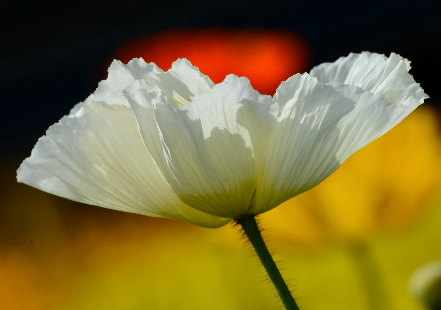 Weiße Blume im Frühjahr