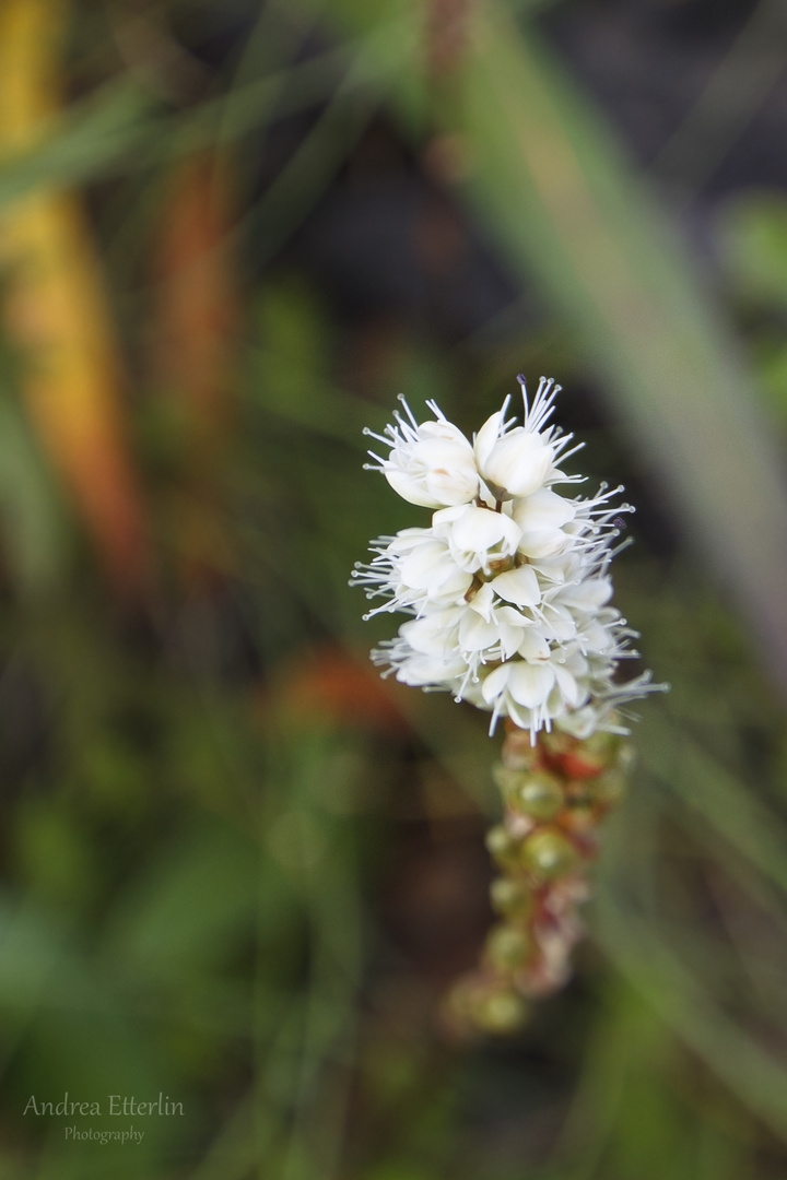 Weisse Blume Island