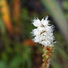 Weisse Blume Island