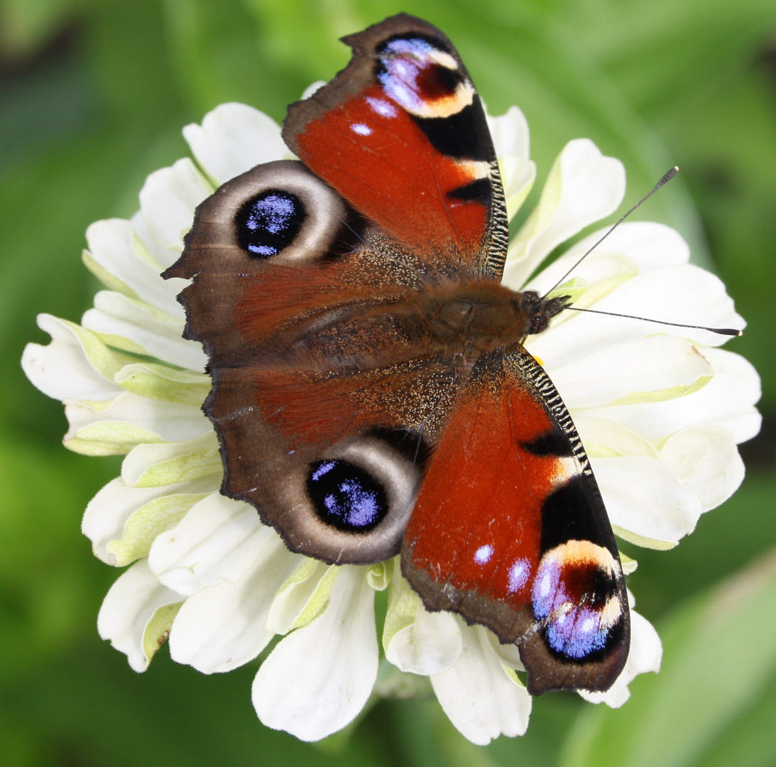 weiße blume mit schmetterling