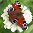 weiße blume mit schmetterling