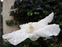 weiße blume mit wassertropfen