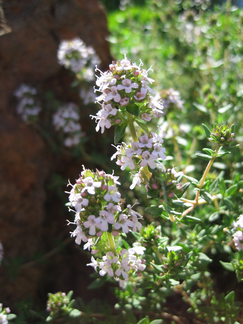 Weiße Blumen