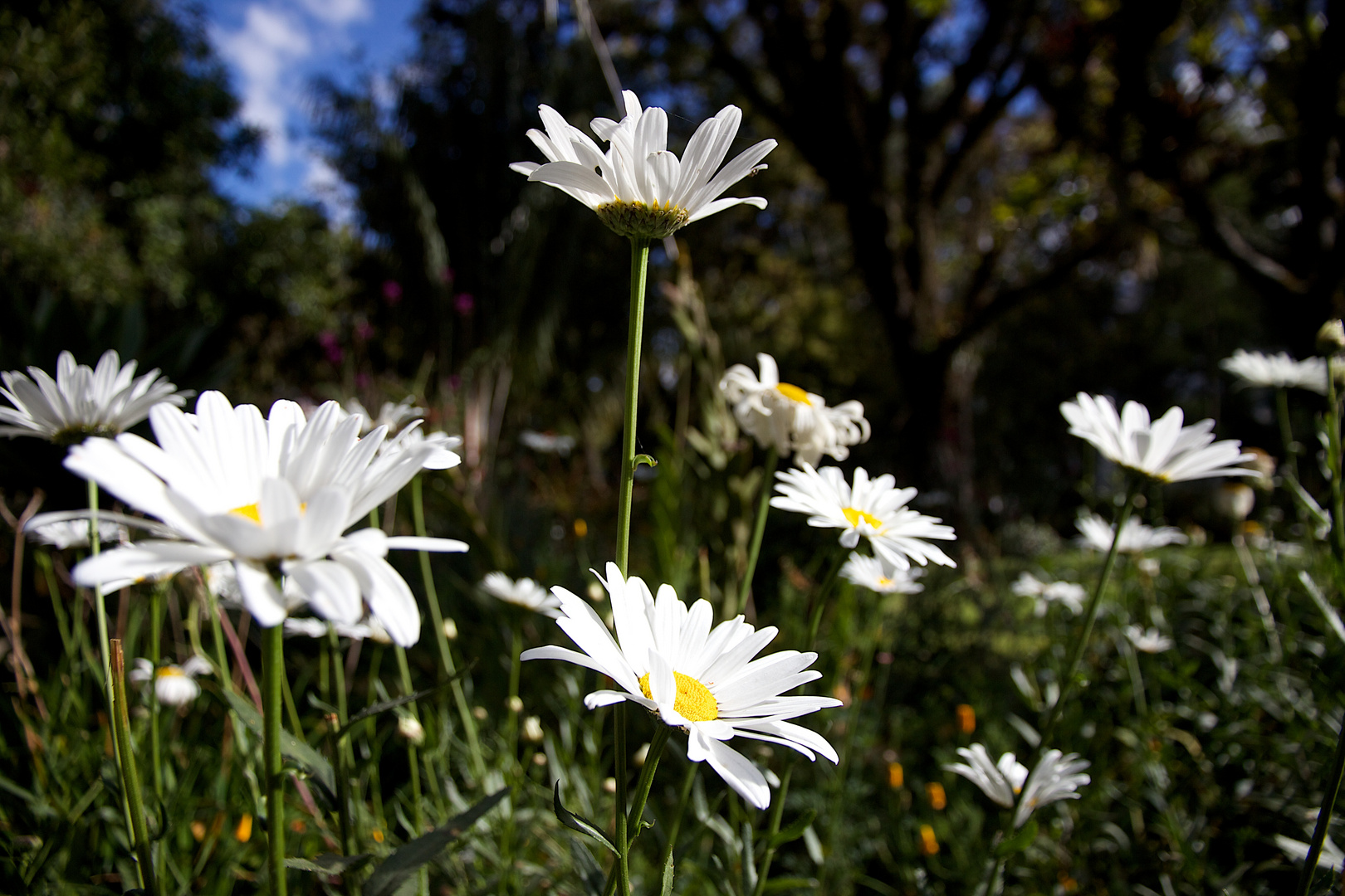 Weiße Blumen im Grünen...