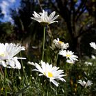 Weiße Blumen im Grünen...