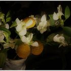 Weiße Blumen mit Trommelschlägel (Craspedia globose)