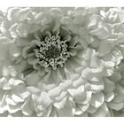 Weiße Blumenmakrophase... die Dritte