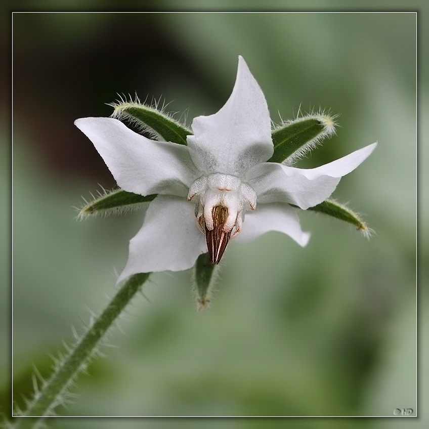 weiße Borretsch-Blüte