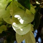 weiße Bougainvillea