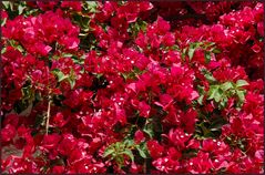 weiße bougainvilleblüten...