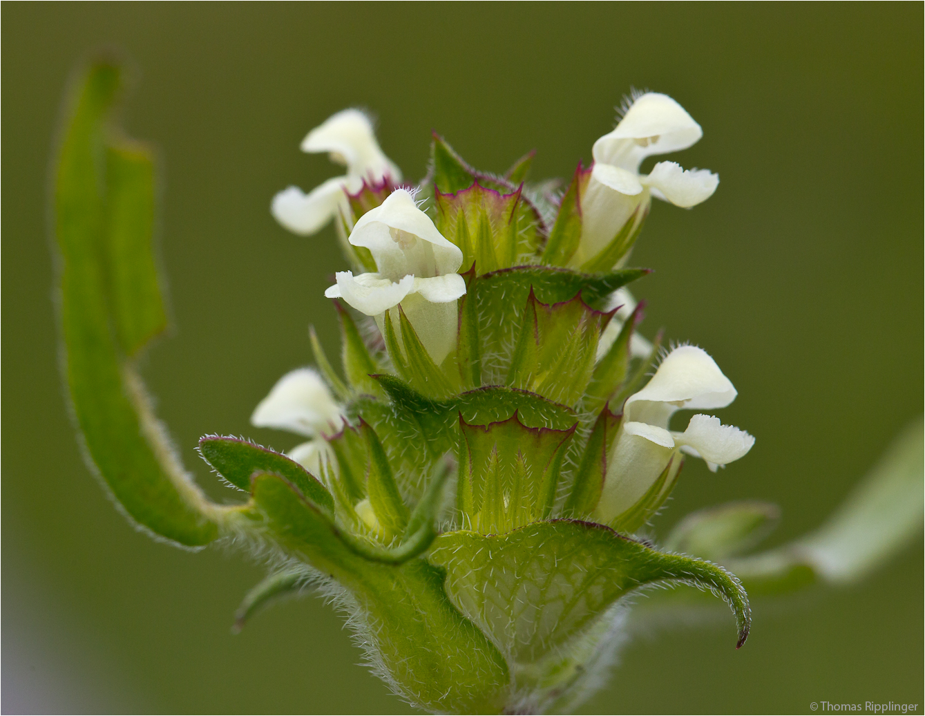 Weiße Braunelle (Prunella laciniata)...