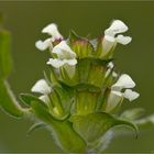 Weiße Braunelle (Prunella laciniata)...