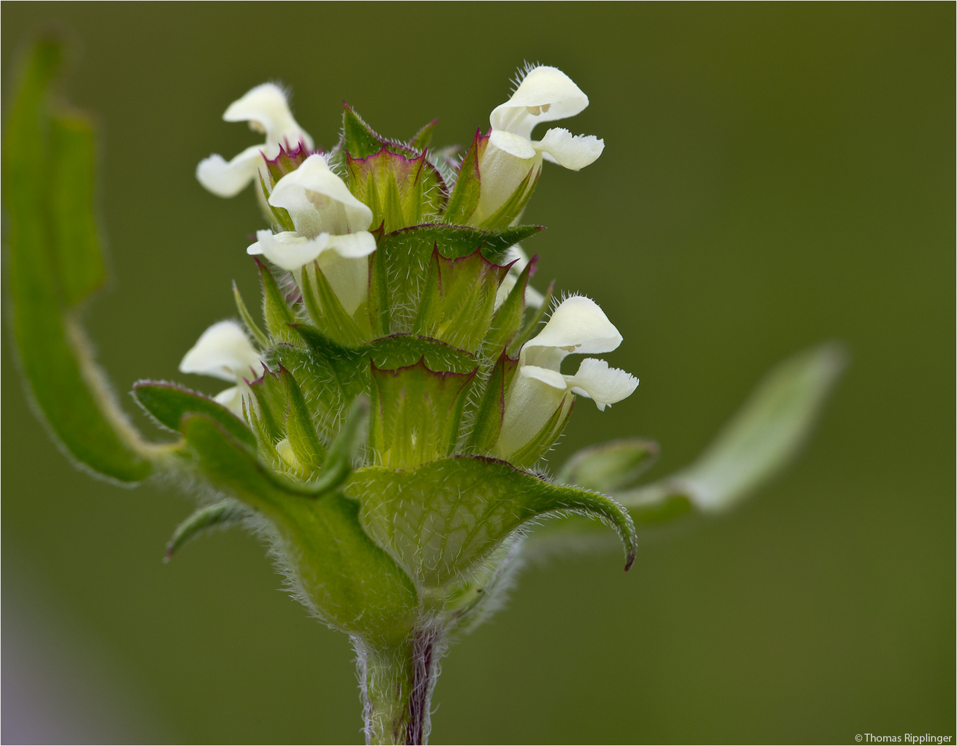 Weiße Braunelle (Prunella laciniata).