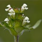 Weiße Braunelle (Prunella laciniata).