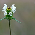 Weiße Braunelle (Prunella laciniata)