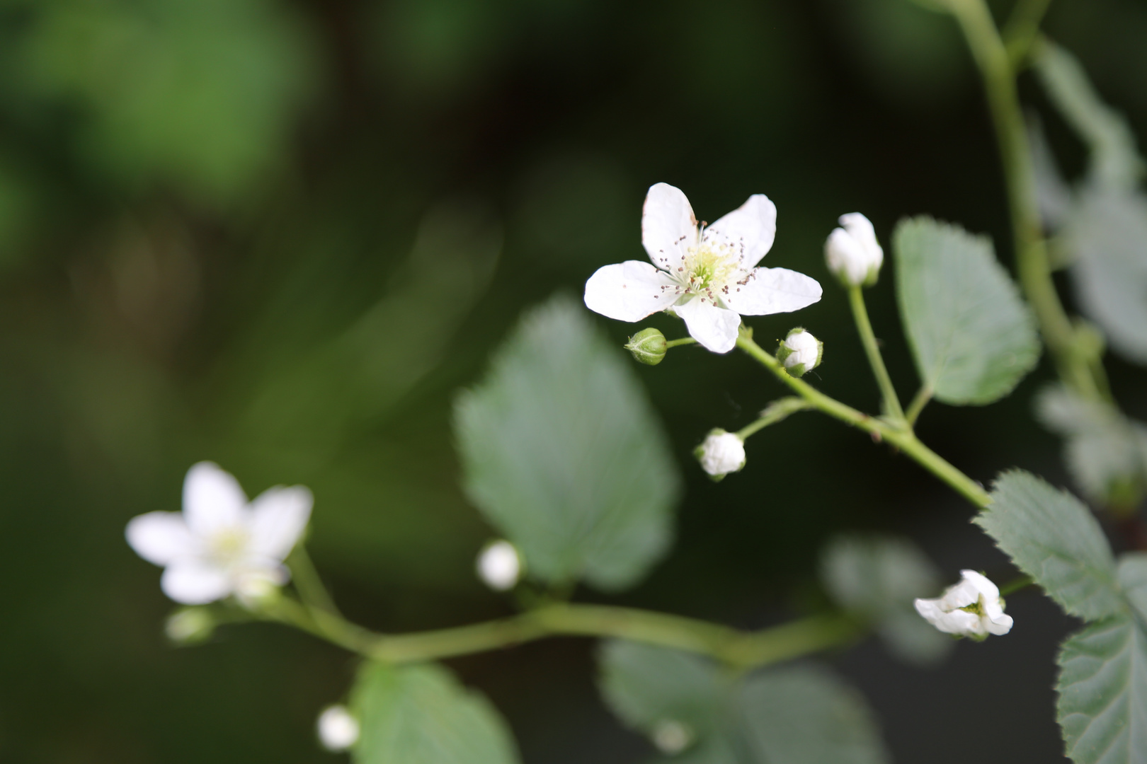 weiße Brombeerblüte