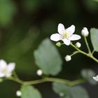 weiße Brombeerblüte