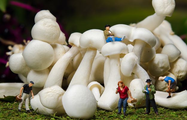 Weiße Buchenpilze...