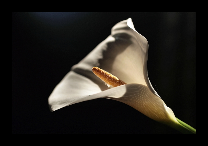 weiße Calla