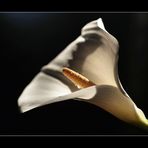 weiße Calla