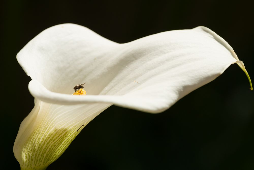 Weiße Calla | Punktlandung