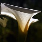 Weiße Calla (Zantedeschia aethiopica)