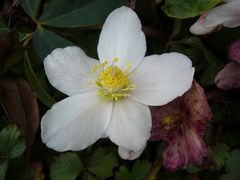 Weiße Christrose (Helleborus)