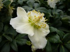 Weiße Christrose (Helleborus)