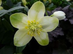 Weiße Christrose (Helleborus)