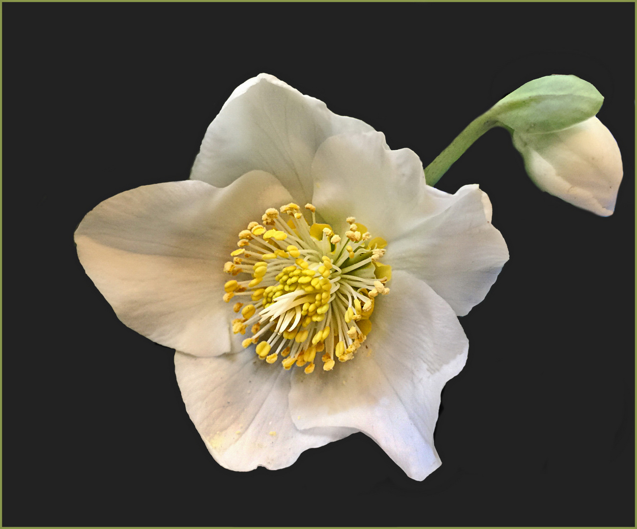 weiße Christrose -  Helleborus niger