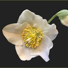 weiße Christrose -  Helleborus niger