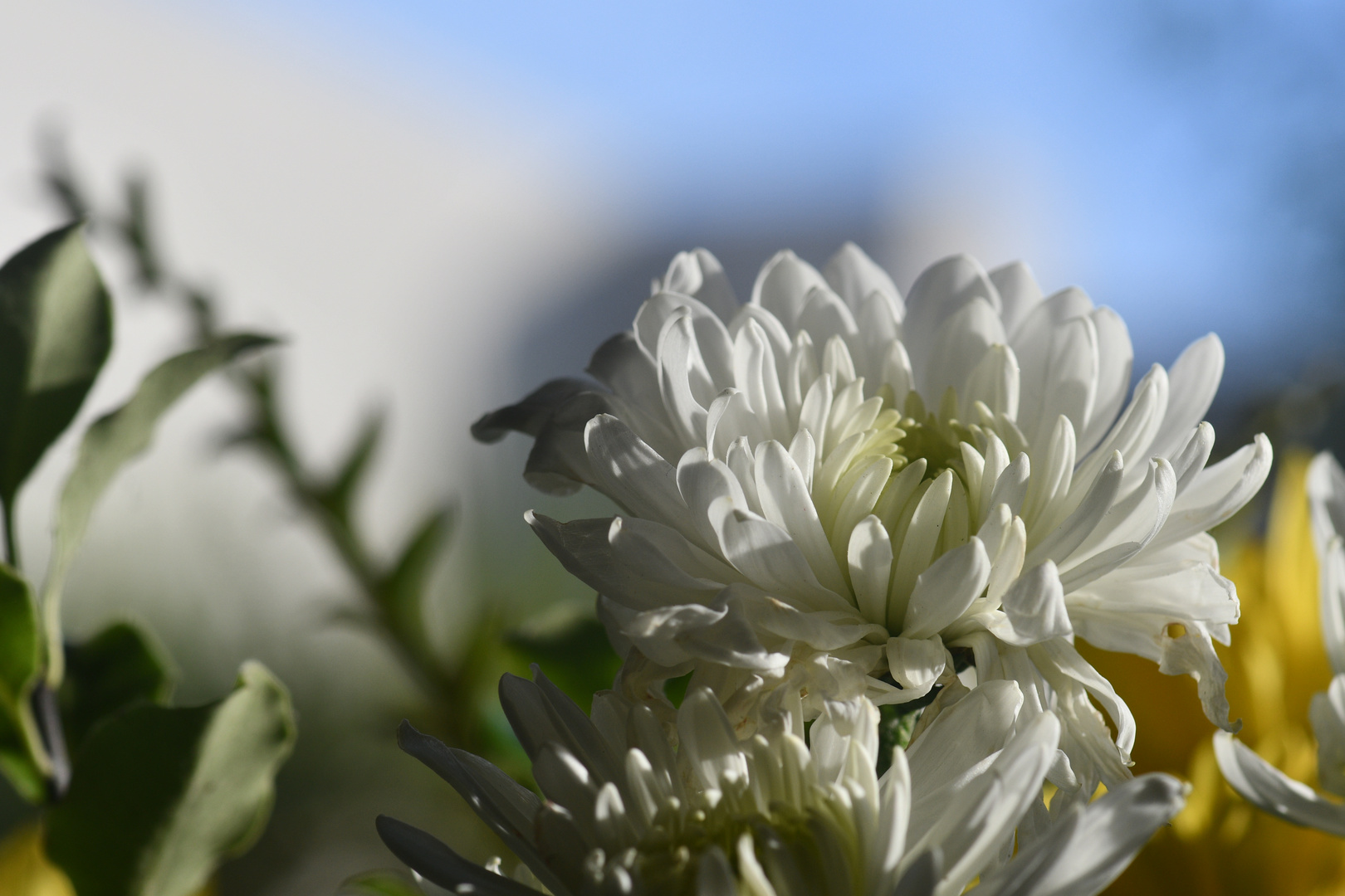 Weisse Chrysantemen