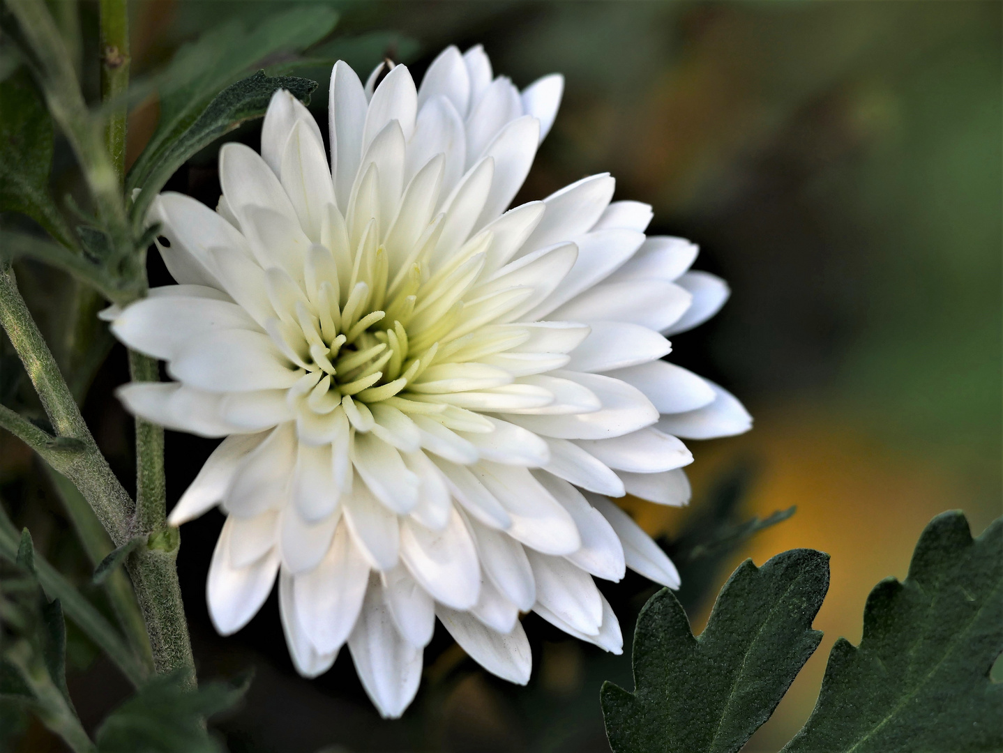 Weiße Chrysantheme