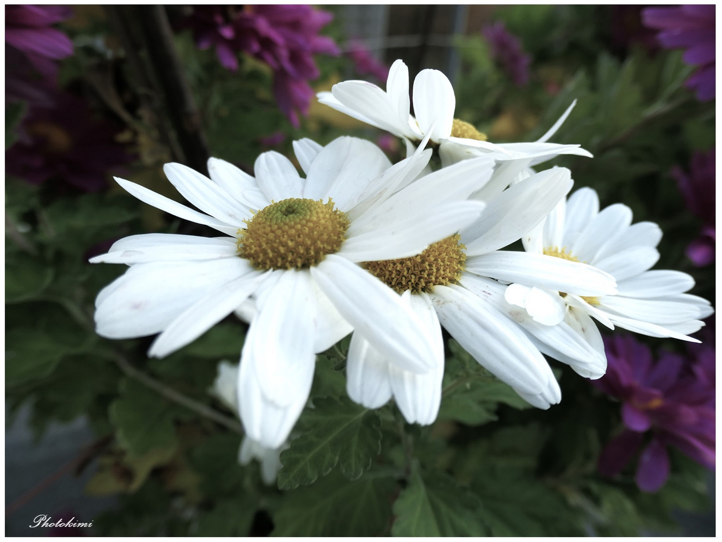 Weiße Chrysantheme